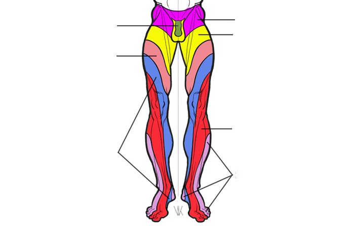 zona de inervação dos segmentos lombares